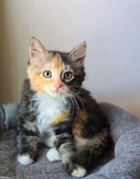Blossom -  Domestic Long Hair Cat for Adoption in Harrison Township, New Jersey - Blossom | PetCurious