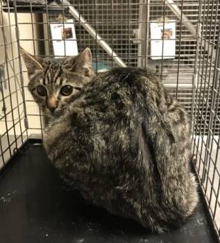 Domestic Short Hair Cats Available for Adoption - A424980 | PetCurious