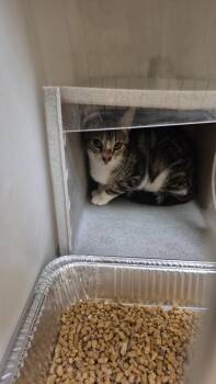 Domestic Short Hair Cats Available for Adoption in Texas City, Texas - ROCKY | PetCurious