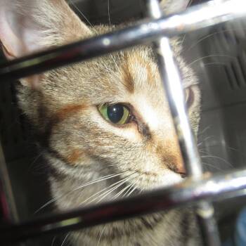 Rescue Domestic Short Hair Cats for Adoption in Rochester, Minnesota - Emma | PetCurious