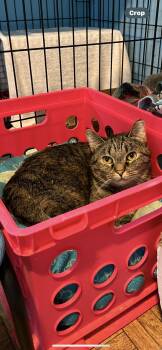 Rescue Tabby Cats for Adoption in Springdale, Pennsylvania - Chance | PetCurious