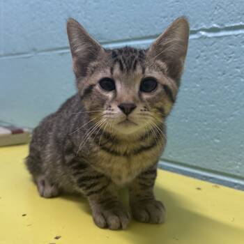 Rescue Domestic Short Hair Cats for Adoption in Springfield, Missouri - Brie | PetCurious