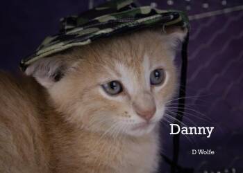 Danny -  Domestic Short Hair Cat for Adoption in York, Nebraska - Danny | PetCurious