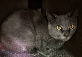 Rescue Extra Toes Cat Hemingway Polydactyl Cats for Adoption in Waynesville, Missouri - Louise | PetCurious