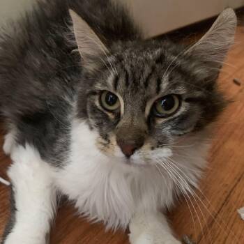 Rescue Domestic Long Hair Cats for Adoption in Buffalo, New York - Smokey | PetCurious