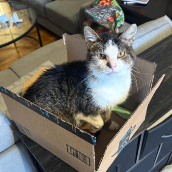 Sherlock -  Domestic Medium Hair Cat for Adoption in New York, New York - Sherlock | PetCurious