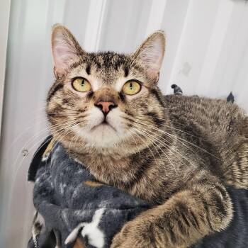 Everest -  Domestic Short Hair Cat for Adoption in Marseilles, Illinois - Everest | PetCurious
