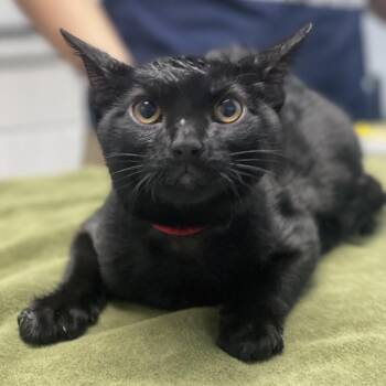 Cynthia -  Domestic Short Hair Cat for Adoption in Riverside, California - Cynthia | PetCurious