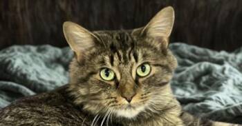 JINGLES -  Domestic Long Hair Cat for Adoption - JINGLES | PetCurious