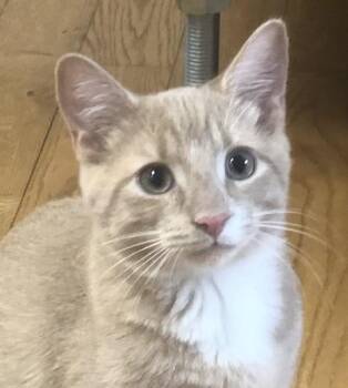 Rescue Domestic Short Hair Cats for Adoption in Richmond, Virginia - Bode | PetCurious