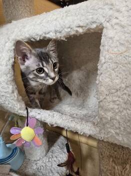 Domestic Short Hair Cats Available for Adoption - Meeka | PetCurious
