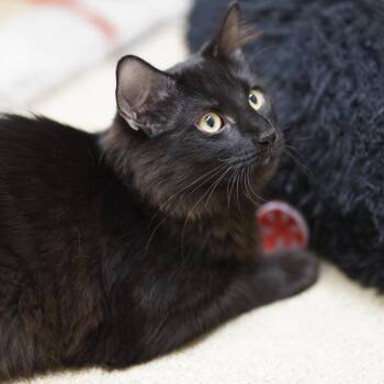 Ace -  Domestic Long Hair Cat for Adoption in Naperville, Illinois - Ace | PetCurious