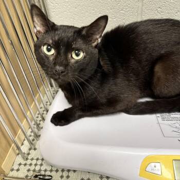 Domestic Short Hair Cats Available for Adoption in New York, New York - Asher | PetCurious