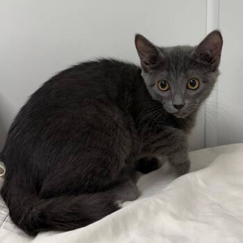 Ducky -  Domestic Short Hair Cat for Adoption in West Palm Beach, Florida - Ducky | PetCurious
