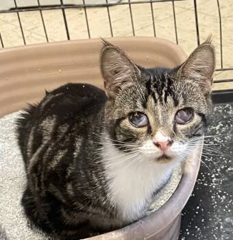 Rescue Domestic Short Hair Cats for Adoption in Portland, Indiana - Ginny Owens | PetCurious