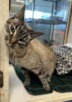 Domestic Short Hair Cats Available for Adoption in Palm Coast, Florida - Tricia | PetCurious