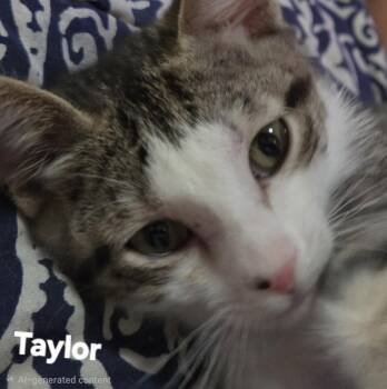 Taylor -  Domestic Short Hair Cat for Adoption in Longwood, Florida - Taylor | PetCurious