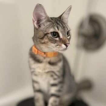 Walter -  Domestic Short Hair Cat for Adoption in Philadelphia, Pennsylvania - Walter | PetCurious