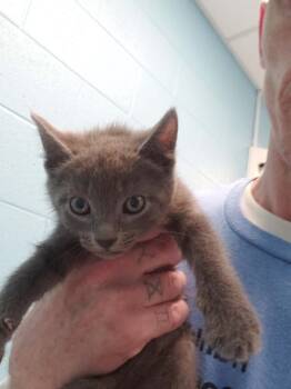 Domestic Short Hair Cats Available for Adoption in Frankfort, Kentucky - Iris | PetCurious