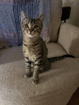 Tequila Sunrise -  Domestic Short Hair Cat for Adoption in Duxbury, Massachusetts - Tequila Sunrise | PetCurious