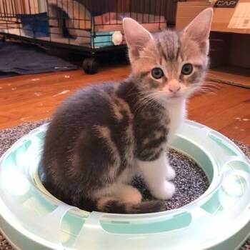Trout -  Domestic Short Hair Cat for Adoption in Monroe, Michigan - Trout | PetCurious