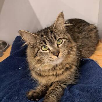 Pistachio -  Domestic Medium Hair Cat for Adoption in Buffalo, New York - Pistachio | PetCurious