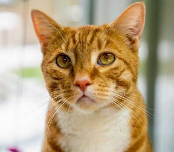 Rescue Domestic Short Hair Cats for Adoption in Arlington, Washington - Taz | PetCurious