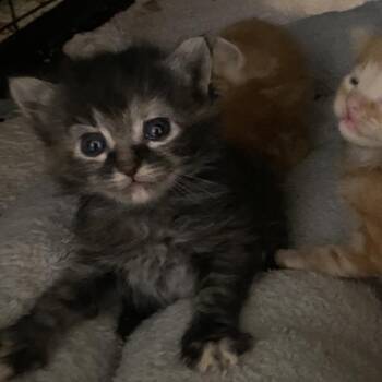 Liquidation -  Domestic Short Hair Cat for Adoption in Stephenville, Texas - Liquidation | PetCurious