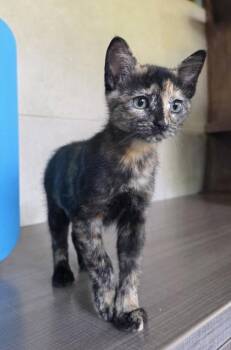 Prada -  Domestic Short Hair Cat for Adoption in Honolulu, Hawaii - Prada | PetCurious