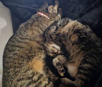 Blake and Blanche -  Domestic Short Hair Cat Available for Adoption in Denver, Colorado - Blake And Blanche | PetCurious