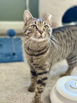Rescue Domestic Short Hair Cats for Adoption in Richmond, Virginia - Gilly | PetCurious