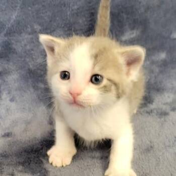 Stanley -  Domestic Short Hair Cat for Adoption in Grand Island, Nebraska - Stanley | PetCurious