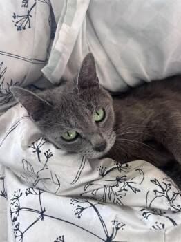 Domestic Short Hair Cats Available for Adoption in Colorado Springs, Colorado - MOLLY | PetCurious