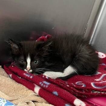 Tricycle -  Domestic Medium Hair Cat for Adoption in Charlottesville, Virginia - Tricycle | PetCurious