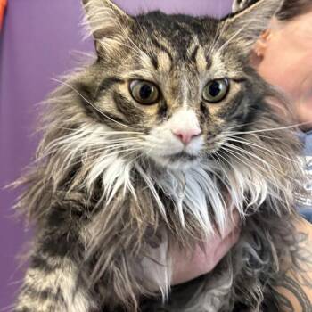 Domestic Long Hair Cats Available for Adoption in Salt Lake City, Utah - *Señor Fluff* | PetCurious