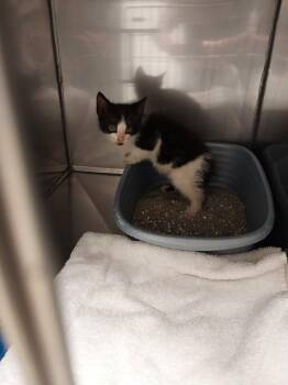 American Shorthair Cats Available for Adoption in Mocksville, North Carolina - Rev | PetCurious