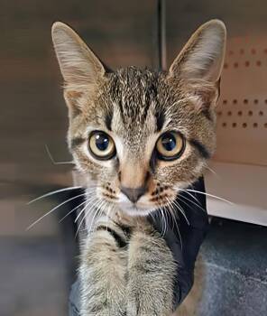 Hobgoblin -  Domestic Short Hair Cat for Adoption in Nashville, Tennessee - Hobgoblin | PetCurious