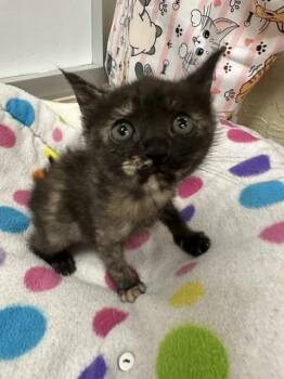 Droplet -  Tortoiseshell Cat for Adoption in Parlier, California - Droplet | PetCurious