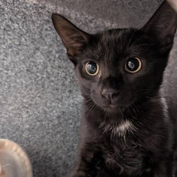 Peanut -  Domestic Short Hair Cat for Adoption in Buchanan Dam, Texas - Peanut | PetCurious
