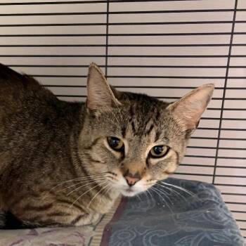 Kunal -  Domestic Short Hair Cat for Adoption in Muncie, Indiana - Kunal | PetCurious
