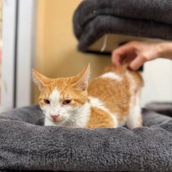 Chipmunk 54172 -  Domestic Short Hair Cat for Adoption in Las Vegas, Nevada - Chipmunk 54172 | PetCurious