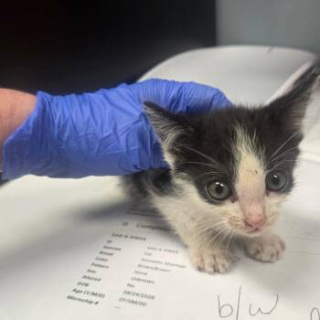 Mason -  Domestic Short Hair Cat for Adoption in Milton, Florida - Mason | PetCurious