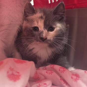 Leafy -  Domestic Short Hair Cat Available for Adoption in Philadelphia, Pennsylvania - Leafy | PetCurious