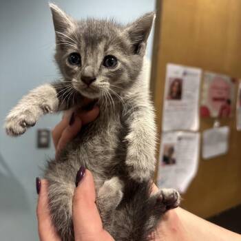 Chamomile -  Domestic Short Hair Cat for Adoption in Chattanooga, Tennessee - Chamomile | PetCurious