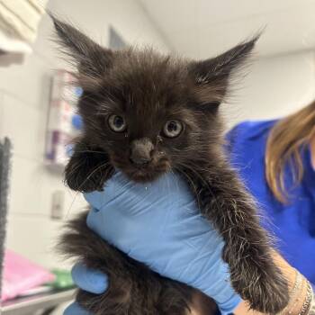 Xavier -  Domestic Short Hair Cat for Adoption in Greenville, South Carolina - Xavier | PetCurious