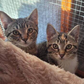 Maeve -  Domestic Short Hair Cat for Adoption in Greensburg, Pennsylvania - Maeve | PetCurious