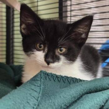 Pi -  Domestic Short Hair Cat for Adoption in Prince Frederick, Maryland - Pi | PetCurious