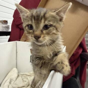 Ravioli -  Domestic Short Hair Cat for Adoption in Idaho Falls, Idaho - Ravioli | PetCurious