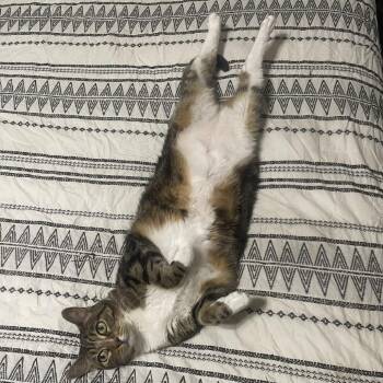 Sammy -  Domestic Short Hair Cat for Adoption in Livingston, Texas - Sammy | PetCurious