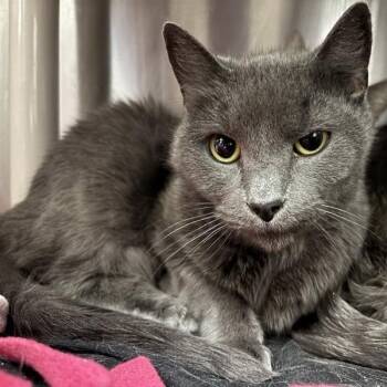 Rescue Domestic Short Hair Cats for Adoption in Prince Frederick, Maryland - Wolfie | PetCurious